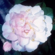 Faye Wheeler Variegated